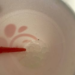 Chick-fil-A - A fruit fly