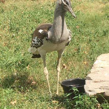 Birmingham Zoo - Kori Bustard - Zoos Near Me - Birmingham, Alabama Birmingham Zoo - Kori Bustard - Zoos Near Me - Birmingham, Alabama