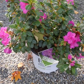García landscaping - Plants - Tree Services Near Me García landscaping - Plants - Tree Services Near Me
