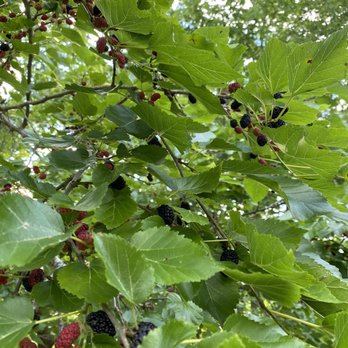 Chattahoochee Riverwalk - Mulberries! - Hiking Near Me - Columbus, Georgia