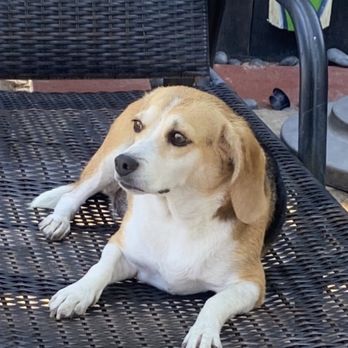 Pawfect Express Pet Spa - Sophie the beagle! - Pet Groomers Near Me - Montebello, California