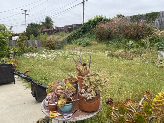 Lawn Cleanup. - Client requested lawn to be trimming and mowed.