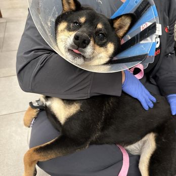 VEG ER for Pets - Emergency Pet Hospital Near Me - Frisco, Texas VEG ER for Pets - Emergency Pet Hospital Near Me - Frisco, Texas