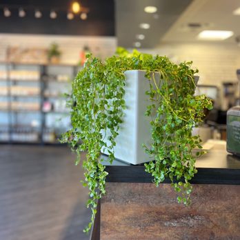 The Muse Coffee Company & Roastery - Nice decor - Coffee Roasteries Near Me - Garner, North Carolina