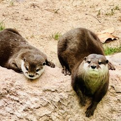Reid Park Zoo - Otters