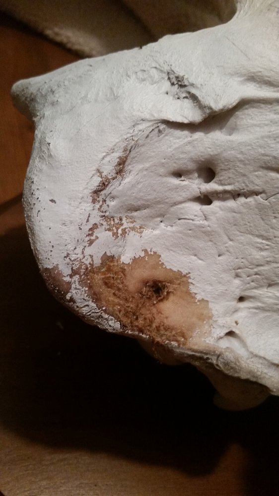 Arctic Fox Taxidermy Studio - taxidermy in Wasilla, AK