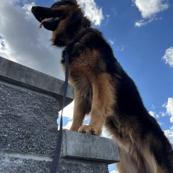 Anchor Up K9 Academy - Pet Training Near Me - Chesapeake, Virginia
