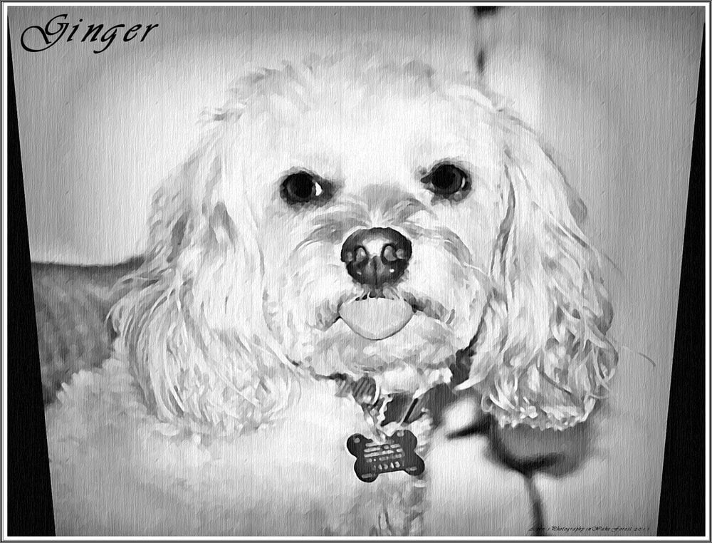 WAKE FOREST PET CARE CABIN 12 Photos 4109 Purnell Rd, Wake Forest