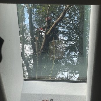 Beeler's Tree Service - Tree Services Near Me