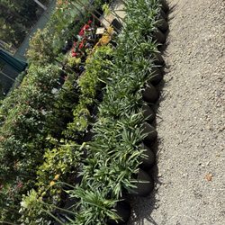 Debary Nursery & Garden Supply - White agapanthus