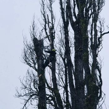 AJ's Tree Experts - Tree Services Near Me - Tacoma, Washington