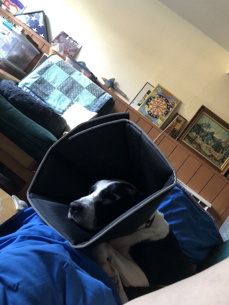 BEST FRIENDS PET RETREAT & DAY SPA Updated September 2024 24