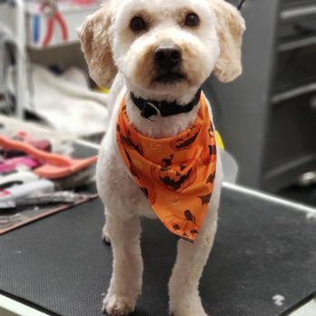 Snow's Groom & Board - Pet Groomers Near Me Snow's Groom & Board - Pet Groomers Near Me