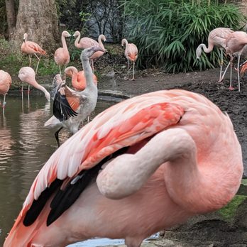 Edinburgh Zoo - Zoos Near Me - Edinburgh, EDH
