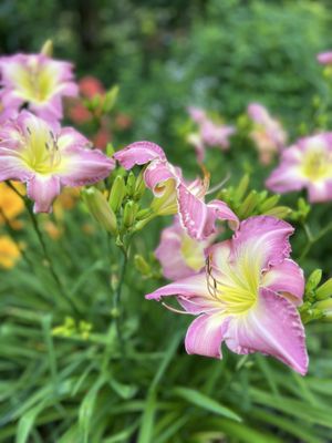 Heritage Museums & Gardens by null