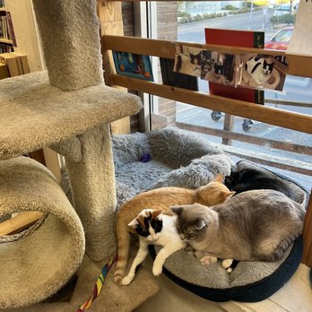 Twice Sold Tales - a few of the kittens ! - Used Bookstore Near Me - Seattle, Washington Twice Sold Tales - a few of the kittens ! - Used Bookstore Near Me - Seattle, Washington