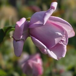 Hyde Park - Rose gardens...