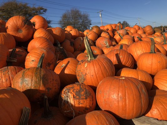 Hank's Pumpkintown by null