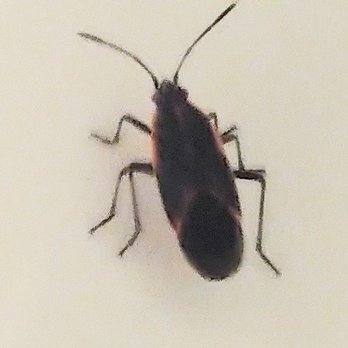 The Parador - One of the boxelder bugs in the Sun Suite. - Hotels Near Me - Santa Fe, New Mexico The Parador - One of the boxelder bugs in the Sun Suite. - Hotels Near Me - Santa Fe, New Mexico