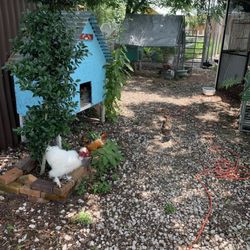 Skywatch Bird Rescue