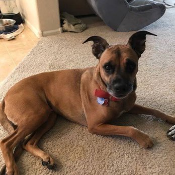 Puppy & Company - Pet Sitting Near Me - Beaumont, Texas Puppy & Company - Pet Sitting Near Me - Beaumont, Texas