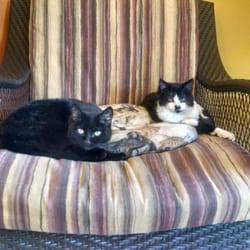 Middlebrook Animal Clinic - Quila and Tidbit, the office kitties
