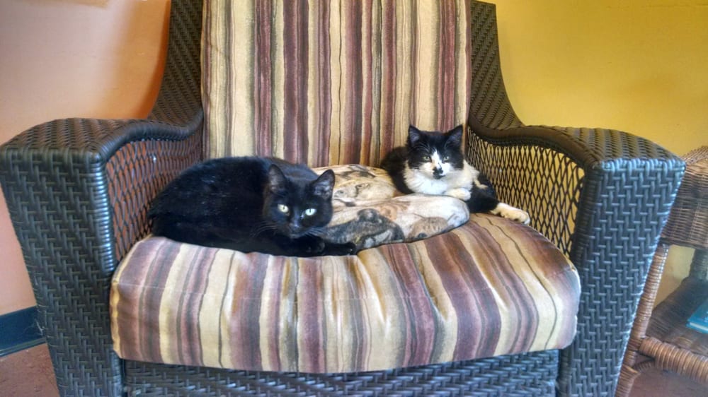 MIDDLEBROOK ANIMAL CLINIC Updated August 2024 9229 Middlebrook Pike