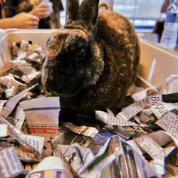 Silly Safaris - Who doesn't love rabbits?