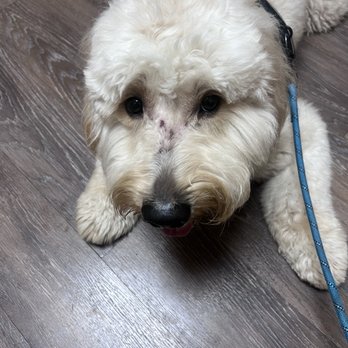 Pet Bath & Beyond - Pet Groomers Near Me - San Antonio, Texas Pet Bath & Beyond - Pet Groomers Near Me - San Antonio, Texas