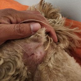 cut from groomer