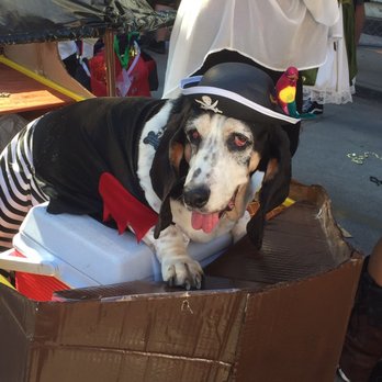 Barkus Parade - Local Flavor Near Me