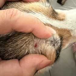 Mama Bears bed and biscuit - Dried blood post deshedding from their groomer