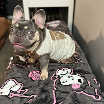 Aventura Pups - Frenchie in her new dress - Pet Stores Near Me - Aventura, Florida Aventura Pups - Frenchie in her new dress - Pet Stores Near Me - Aventura, Florida