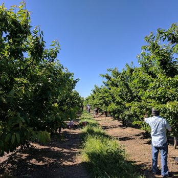 Bloomfield Cherries - Pick Your Own Farms Near Me - Brentwood, California