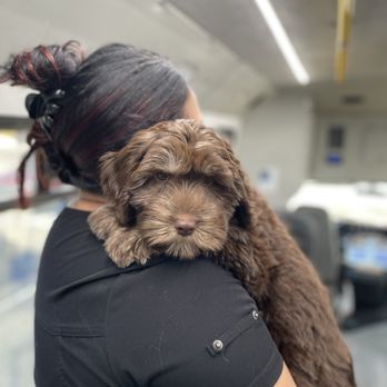 Lucky Puppy Nail Specialists - Pet Groomers Near Me - Brandon, Florida Lucky Puppy Nail Specialists - Pet Groomers Near Me - Brandon, Florida