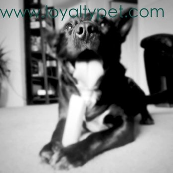 Loyalty Pet Care - No matter size, age, or condition a break in the day with Loyalty can solve many challenges! We don't stop at just dog walking, ask us! - Pet Sitting Near Me - Occoquan, Virginia Loyalty Pet Care - No matter size, age, or condition a break in the day with Loyalty can solve many challenges! We don't stop at just dog walking, ask us! - Pet Sitting Near Me - Occoquan, Virginia