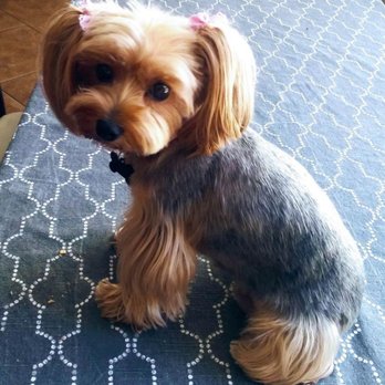 iPet Grooming - LiLu after a visit to iPet Grooming - Pet Groomers Near Me - San Dimas, California iPet Grooming - LiLu after a visit to iPet Grooming - Pet Groomers Near Me - San Dimas, California
