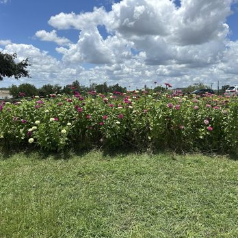 Luling Lavender Fields - Home Decor Near Me - Luling, Texas