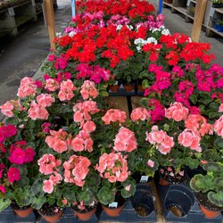 Menards - Seed Geraniums-$1.99 !!