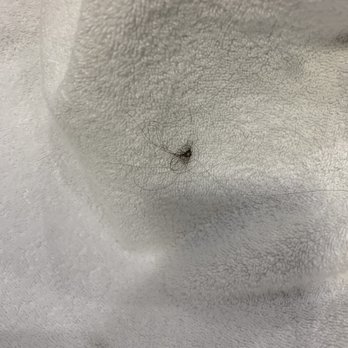 Aloft Silicon Valley - Hair on bath towel - Hotels Near Me - Newark, California Aloft Silicon Valley - Hair on bath towel - Hotels Near Me - Newark, California