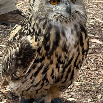 Catalina Falconry Experience - Ruby, Eurasian Eagle Owl - Active Life Near Me - Avalon, California Catalina Falconry Experience - Ruby, Eurasian Eagle Owl - Active Life Near Me - Avalon, California