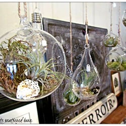 The Weathered Barn - Air plants