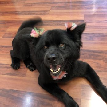 Orange Grooming - After - Pet Groomers Near Me - Miami, Florida Orange Grooming - After - Pet Groomers Near Me - Miami, Florida
