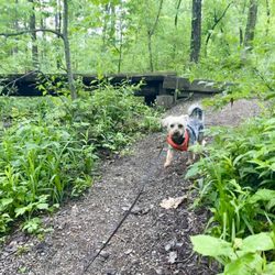 Boyer Nature Preserve - Pups adventuring around the trails