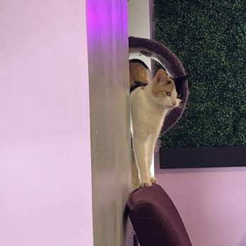 The Cat Lady Cafe - Coffee & Tea Near Me - South Bend, Indiana The Cat Lady Cafe - Coffee & Tea Near Me - South Bend, Indiana