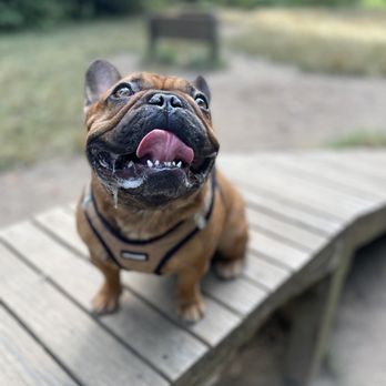 Faiths K9 Academy - Bruno!! Aka land hippo. A training client - Pet Training Near Me Faiths K9 Academy - Bruno!! Aka land hippo. A training client - Pet Training Near Me