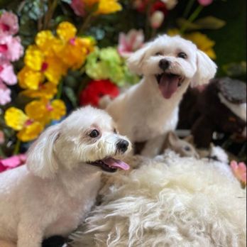 Wanderer Hub Pet Salon - Dog Walkers Near Me - New York, New York Wanderer Hub Pet Salon - Dog Walkers Near Me - New York, New York