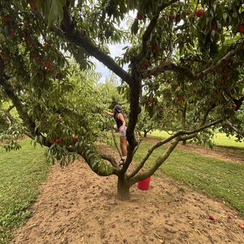 Battleview Orchards - Pick Your Own Farms Near Me - Freehold, New Jersey