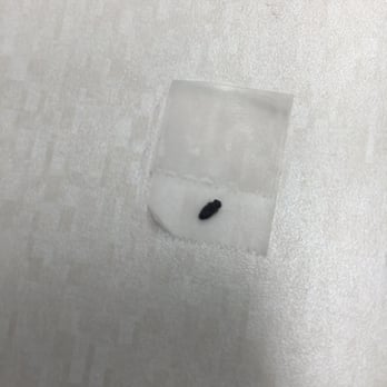 Jimmy John's - This is the bug pulled out of the sandwich!! - Sandwiches Near Me - Goodyear, Arizona Jimmy John's - This is the bug pulled out of the sandwich!! - Sandwiches Near Me - Goodyear, Arizona