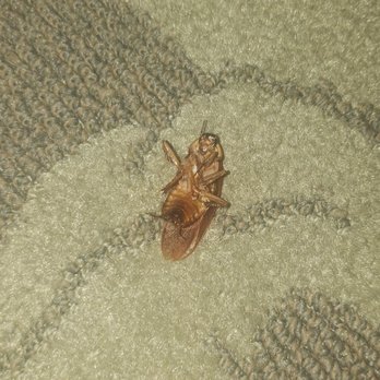 Humphreys Half Moon Inn - Dead roach - San Diego, CA